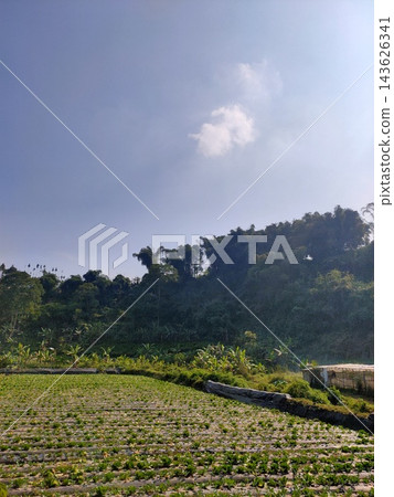 Scenic rural potrait featuring a lush green farm field, trees, and bright blue sky Scenic rural potrait featuring a lush green farm field, trees, and bright blue sky 143626341