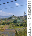 Scenic view of expansive terraced vegetable fields on lush rolling mountains under a sunny blue sky 143626344