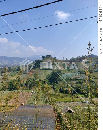 Scenic view of expansive terraced vegetable fields on lush rolling mountains under a sunny blue sky 143626344