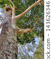 Towering tree trunk and branches with dense green leaves against a clear blue sky, seen from below 143626346