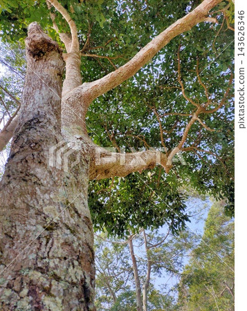 Towering tree trunk and branches with dense green leaves against a clear blue sky, seen from below Towering tree trunk and branches with dense green leaves against a clear blue sky, seen from below 143626346