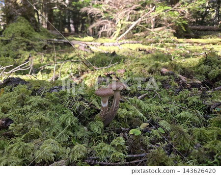 生長在苔蘚覆蓋的森林地面上的蜜環菌 生長在苔蘚覆蓋的森林地面上的蜜環菌 143626420