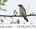 Redstart perching on a branch 143626579