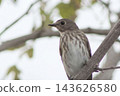 Ezobita perching on a tree 143626580