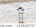 Cute Kentish plover 143626737