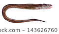 Watercolor illustration of an eel 143626760
