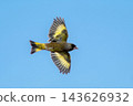 A European Greenfinch soaring majestically against a blue sky. 143626932