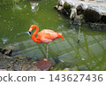 一隻火烈鳥站在池塘邊 143627436