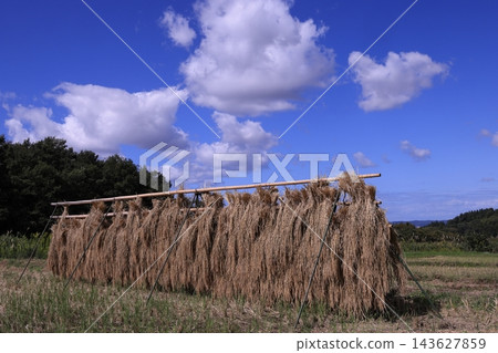 在秋高氣爽的天空下,鄉村景色盡收眼底,收割後的稻稈正在架上晾曬。 在秋高氣爽的天空下,鄉村景色盡收眼底,收割後的稻稈正在架上晾曬。 143627859