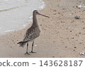 Great Striated Foraging in Tidal Flats 143628187