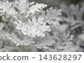 A close-up (horizontal frame) of the beautiful leaves of the dusty miller, which appear to be covered in a white powder. 143628297