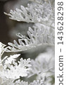 The delicate silver leaves of the dusty miller (vertical frame) 143628298