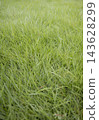 A vast expanse of vibrant green grass and weeds (vertical frame) 143628299