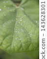 The texture of tiny water droplets and veins on the surface of a leaf (vertical frame) 143628301