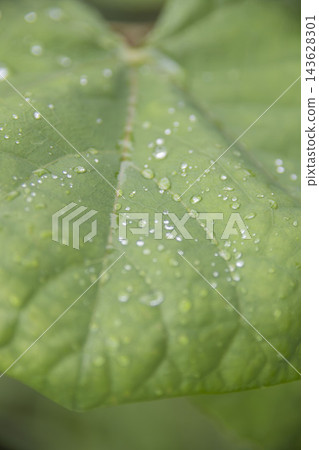 The texture of tiny water droplets and veins on the surface of a leaf (vertical frame) The texture of tiny water droplets and veins on the surface of a leaf (vertical frame) 143628301