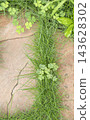 Grass and wood sorrel vigorously growing from the joints of paved cobblestones (vertical frame, high angle) 143628302