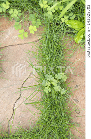 Grass and wood sorrel vigorously growing from the joints of paved cobblestones (vertical frame, high angle) Grass and wood sorrel vigorously growing from the joints of paved cobblestones (vertical frame, high angle) 143628302