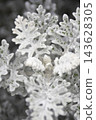 New shoots of dusty miller with snow-white leaves (vertical frame) 143628305