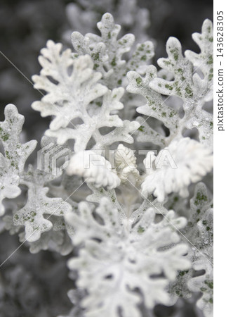 New shoots of dusty miller with snow-white leaves (vertical frame) New shoots of dusty miller with snow-white leaves (vertical frame) 143628305