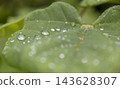 A close-up (horizontal frame) of a large raindrop resting on a green leaf after the rain. 143628307