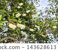 flower, leaf, plant, white, nature, outdoors, tree branch, bloom, flora, tree, blossom, garden, spring, summer, australia, beauty, foliage, green, shrub, blooming, botanical, botany, natural, colours, 143628613