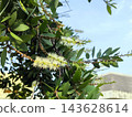 flower, leaf, plant, white, nature, outdoors, tree branch, bloom, flora, tree, blossom, garden, spring, summer, australia, beauty, foliage, green, shrub, blooming, botanical, botany, natural, colours, 143628614
