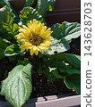 花盆裡種著非洲菊 143628703