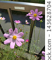 花壇裡盛開著波斯菊。 143628704