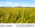 Ganghwa in Autumn as the Rice Ripens 143628844