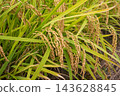 Ganghwa in Autumn as the Rice Ripens 143628845