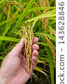 Ganghwa in Autumn as the Rice Ripens 143628846