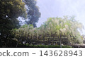 藍天白雲，紫藤花盛開。 143628943