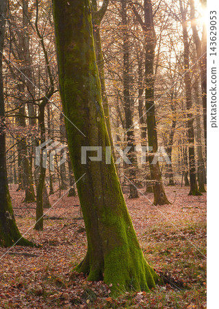 Trees, forest and moss with nature, environment and ecology with sustainability, earth day and leaves. Empty, branch and bark with plants, countryside and textures with adventure, woods and autumn Trees, forest and moss with nature, environment and ecology with sustainability, earth day and leaves. Empty, branch and bark with plants, countryside and textures with adventure, woods and autumn 143629053