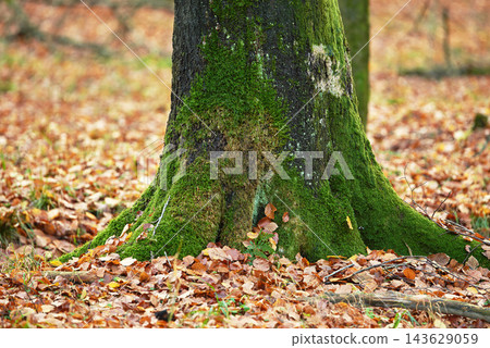 Tree, leaves and trunk with moss in autumn for nature, environment and foliage at countryside. Season, park and earth with ground in woods for outdoor, sustainability and eco friendly in Canada Tree, leaves and trunk with moss in autumn for nature, environment and foliage at countryside. Season, park and earth with ground in woods for outdoor, sustainability and eco friendly in Canada 143629059