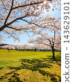 在溫暖晴朗的藍天下，一片美麗的草坪上，櫻花樹競相綻放。 143629101