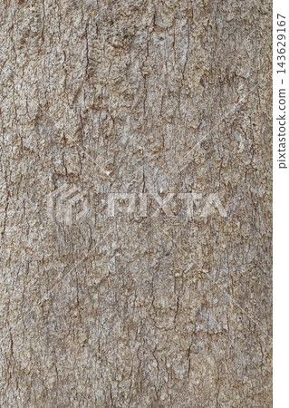 close up of tree bark texture  143629167