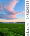 鬱鬱蔥蔥的稻田和美麗的粉紅色日落天空。 143629535