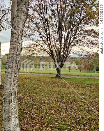 以白樺樹幹和秋季草地為特色的自然景觀。 以白樺樹幹和秋季草地為特色的自然景觀。 143630136