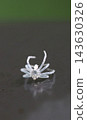 Spider exoskeleton 143630326