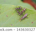 Larva and adult of the slender stink bug 143630327