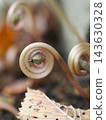 Cyclamen curls 143630328