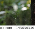 Brilliant spider web 143630330