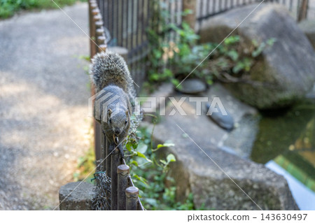 町田松鼠公園自由活動松鼠區的一幕。 町田松鼠公園自由活動松鼠區的一幕。 143630497