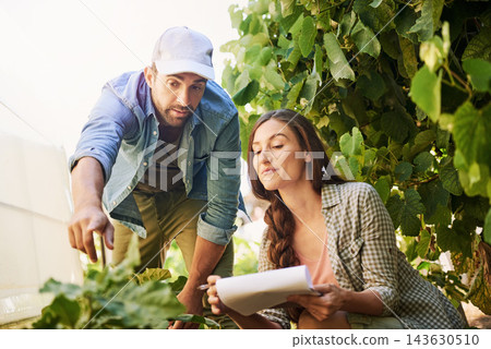 Agriculture, farmer and couple check plant leaf for growth or harvest vegetables in nature. Man, woman or work at garden farm together with paper for agro, discussion or food production at greenhouse Agriculture, farmer and couple check plant leaf for growth or harvest vegetables in nature. Man, woman or work at garden farm together with paper for agro, discussion or food production at greenhouse 143630510