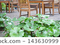 Greenery in the cafe garden 143630999