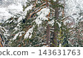 Snow-covered pine trees on rugged mountain slope with dense evergreen forest under winter light 143631763