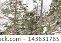 Snow-covered pine forest on steep Caucasus mountain slope with glacier ridges visible through branches, cold overcast alpine scene 143631765