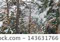 Snow-covered pine forest on lower slopes of Mount Elbrus in Caucasus Mountains with dense conifer trunks and branches laden with r 143631766