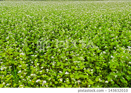 蕎麥花 蕎麥花 143632010