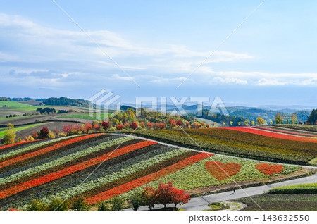 Hill of Biei Hokkaido 143632550